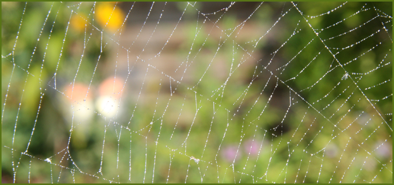 Du betrachtest gerade Das Morphische oder Morphogenetische Feld